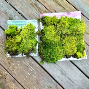 May include: Two clear plastic bags filled with green moss. The bags are on a wooden surface.