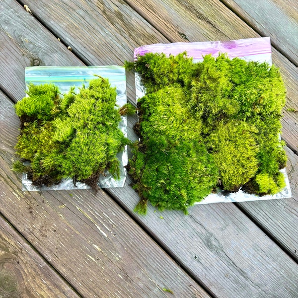 Fresh Moss Mix, Mood Moss, Pincushion Moss, , Leucobryum glaucum, Vivarium, Moss Variety Mix, Live Moss