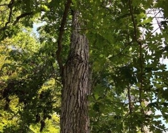 Eastern White Oak Tree Cuttings, 6+ Cuttings,Eastern White Oak, Stave Oak, Quercus alba, Tree Propagation, Live Oak Cuttings