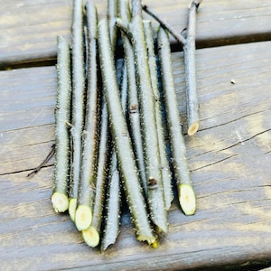 10+ Black Cherry Tree Cuttings Rum Cherry Whisky Cherry American Cherry Prunus Serotina, Mountain Black Cherry