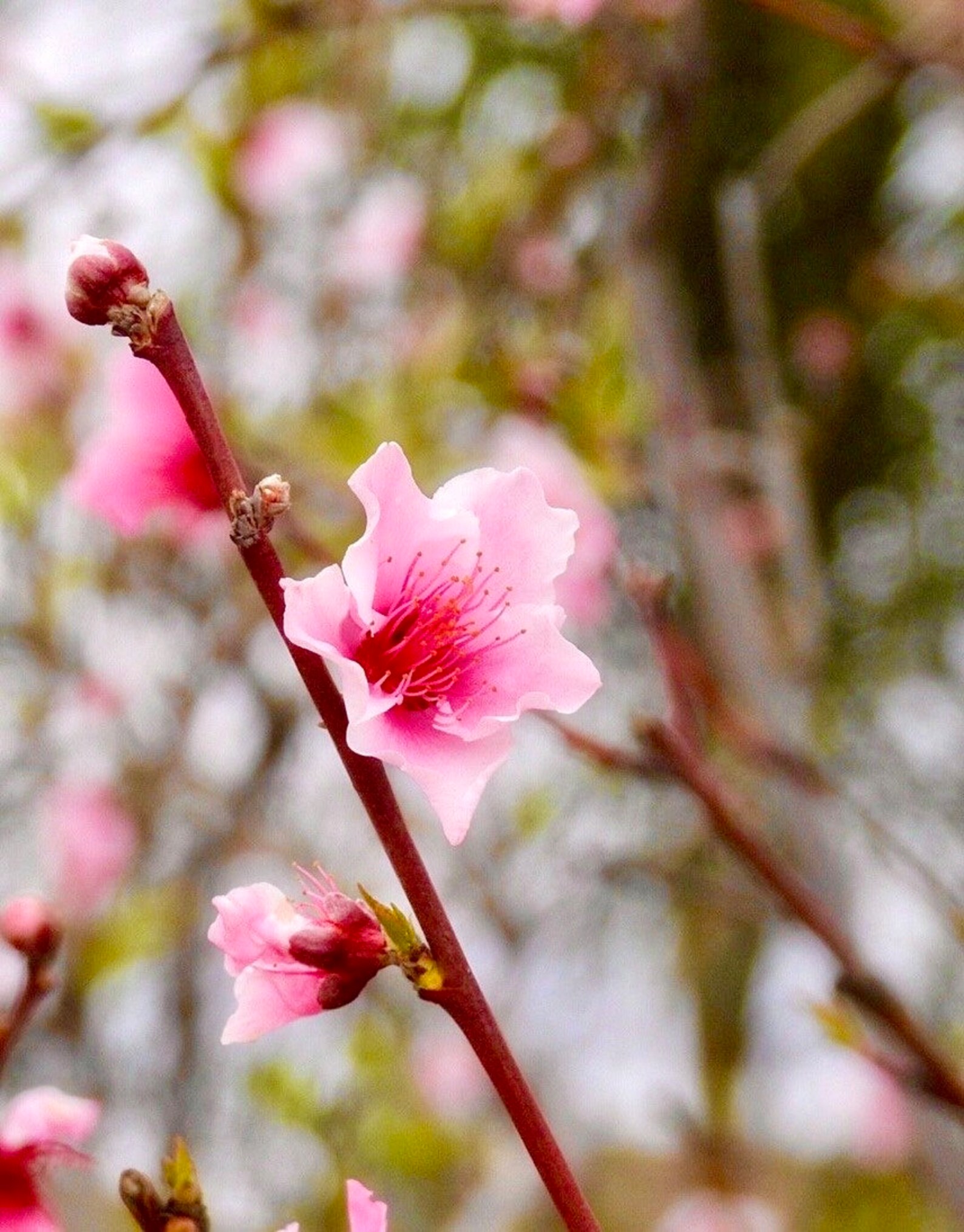 Patio Peach Tree Prunus Persica Bonfire Peach Tree 5 Etsy