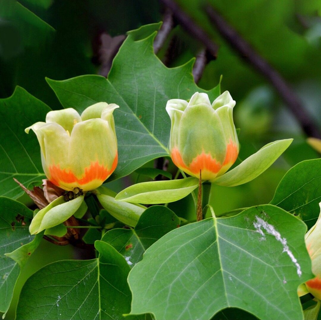 Tulip Tree Cuttings Tulip Popular Tree Cuttings 10 Etsy