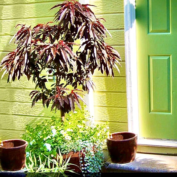 Patio Peach Tree, Prunus Persica Bonfire peach tree, 5 cuttings, great for the patio pot or flower garden self pollinators and peach canning