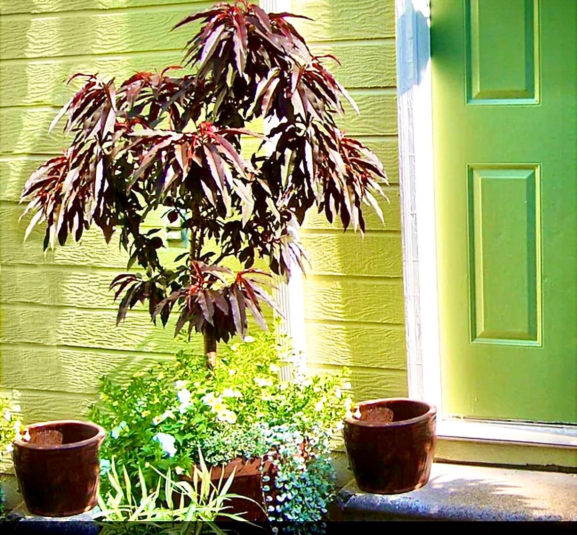 Patio Peach Tree Prunus Persica Bonfire Peach Tree 5 Etsy