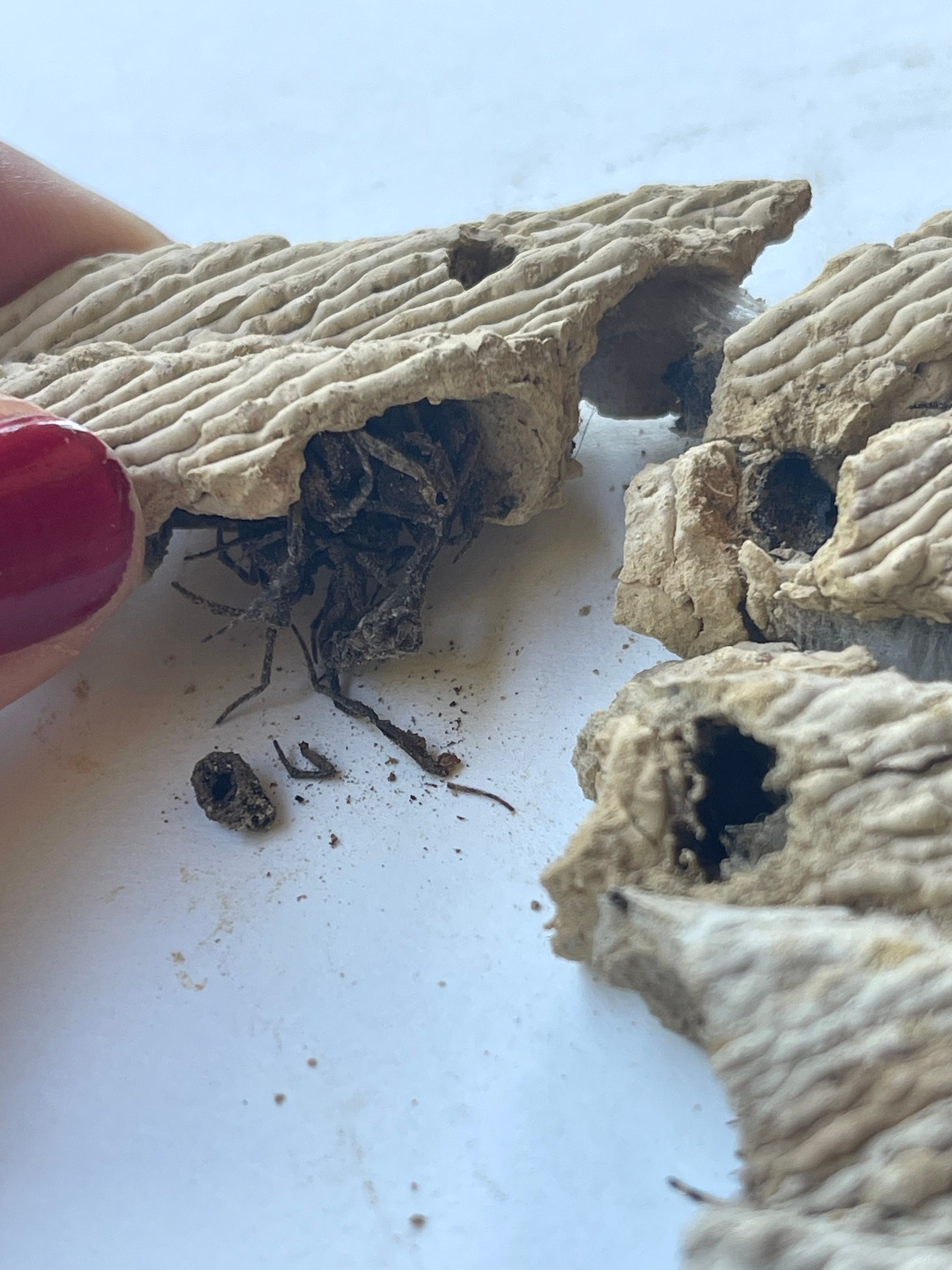 Dirt Dauber Nest Pipe Organ Wasp Nest Mud Dauber Nest Etsy