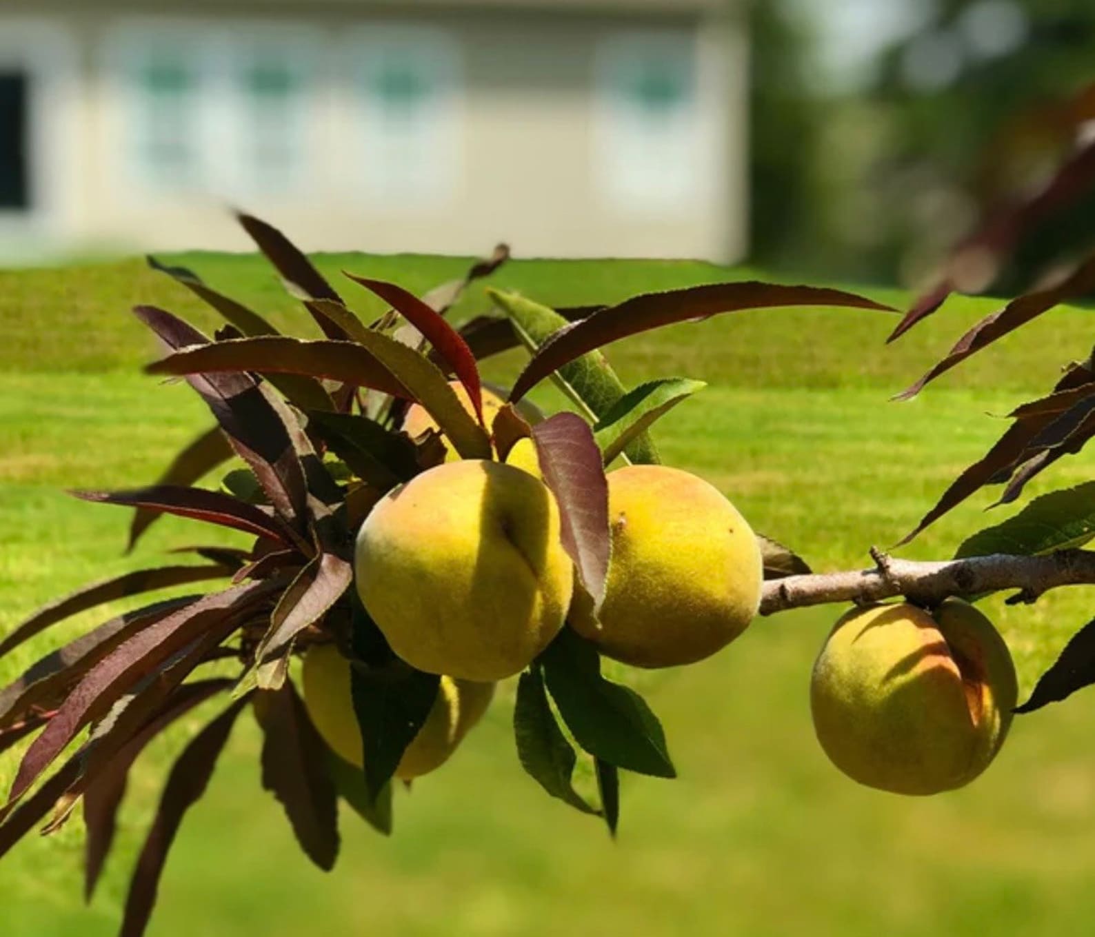 Patio Peach Tree Prunus Persica Bonfire Peach Tree 5 Etsy