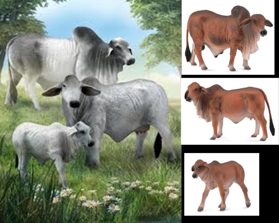 Model Brahman Cow Bull Cattle Plastic Toy Farm Figures for Cakes or ...