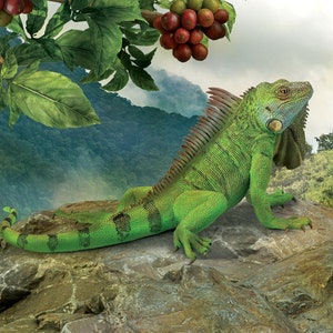 May include: A green iguana lizard with a large dewlap, perched on a rock with a green leafy background. The lizard has black stripes on its body and is looking to the right.