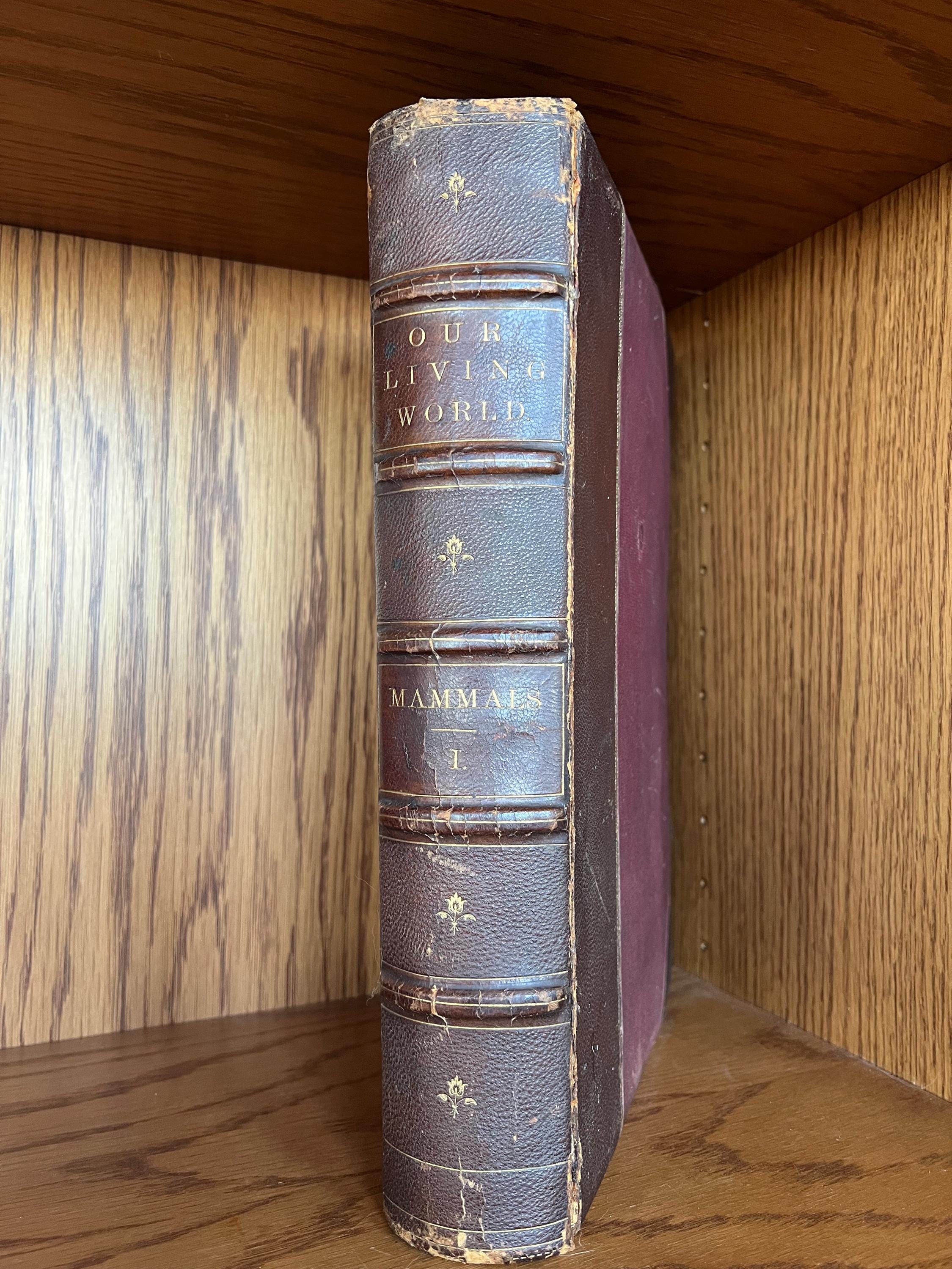 1885 Animate Creation, J.G. Wood's Natural History, Vol 1