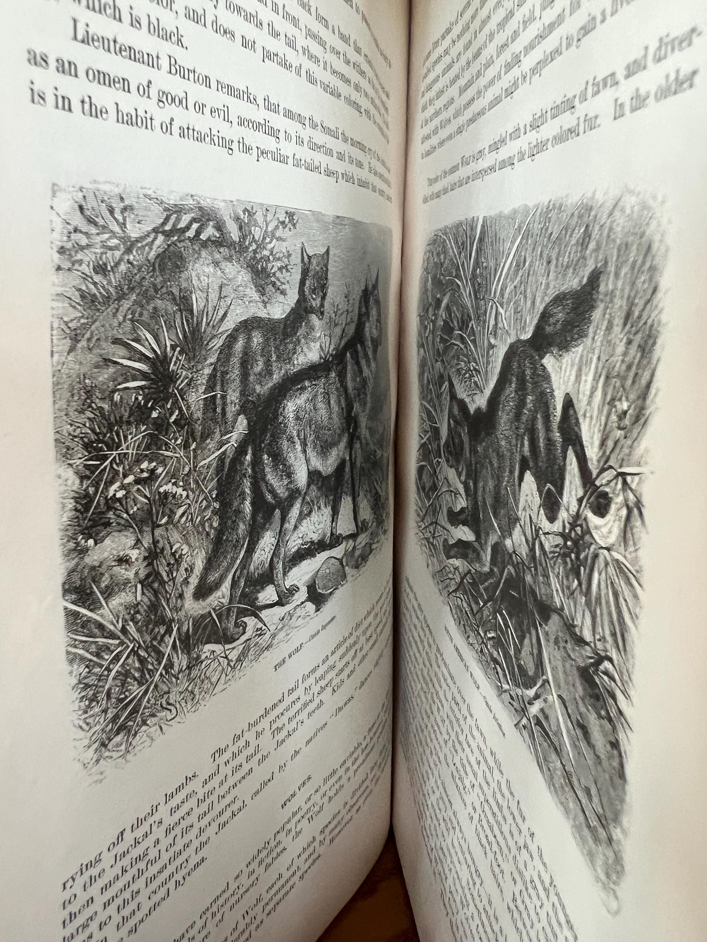 1885 Animate Creation, J.G. Wood's Natural History, Vol 1