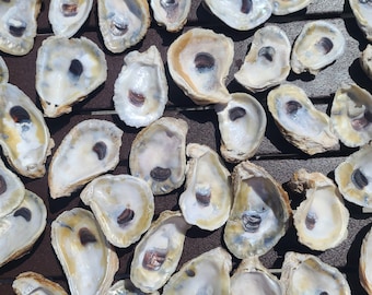 Mixed bag of oyster shells 4-5 inch