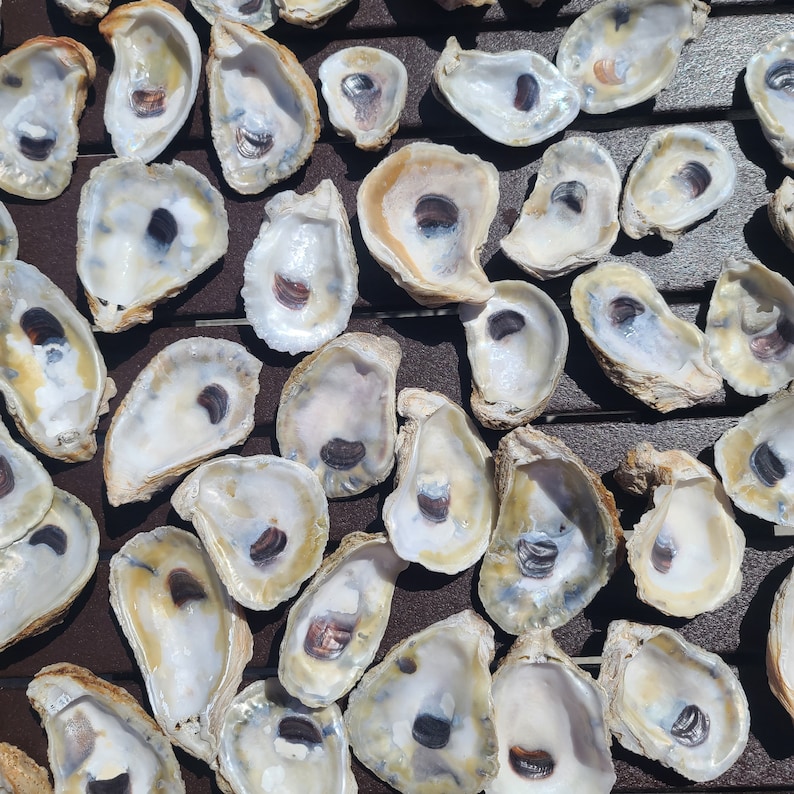 Mixed Bag of Oyster Shells 4-5 Inch - Etsy