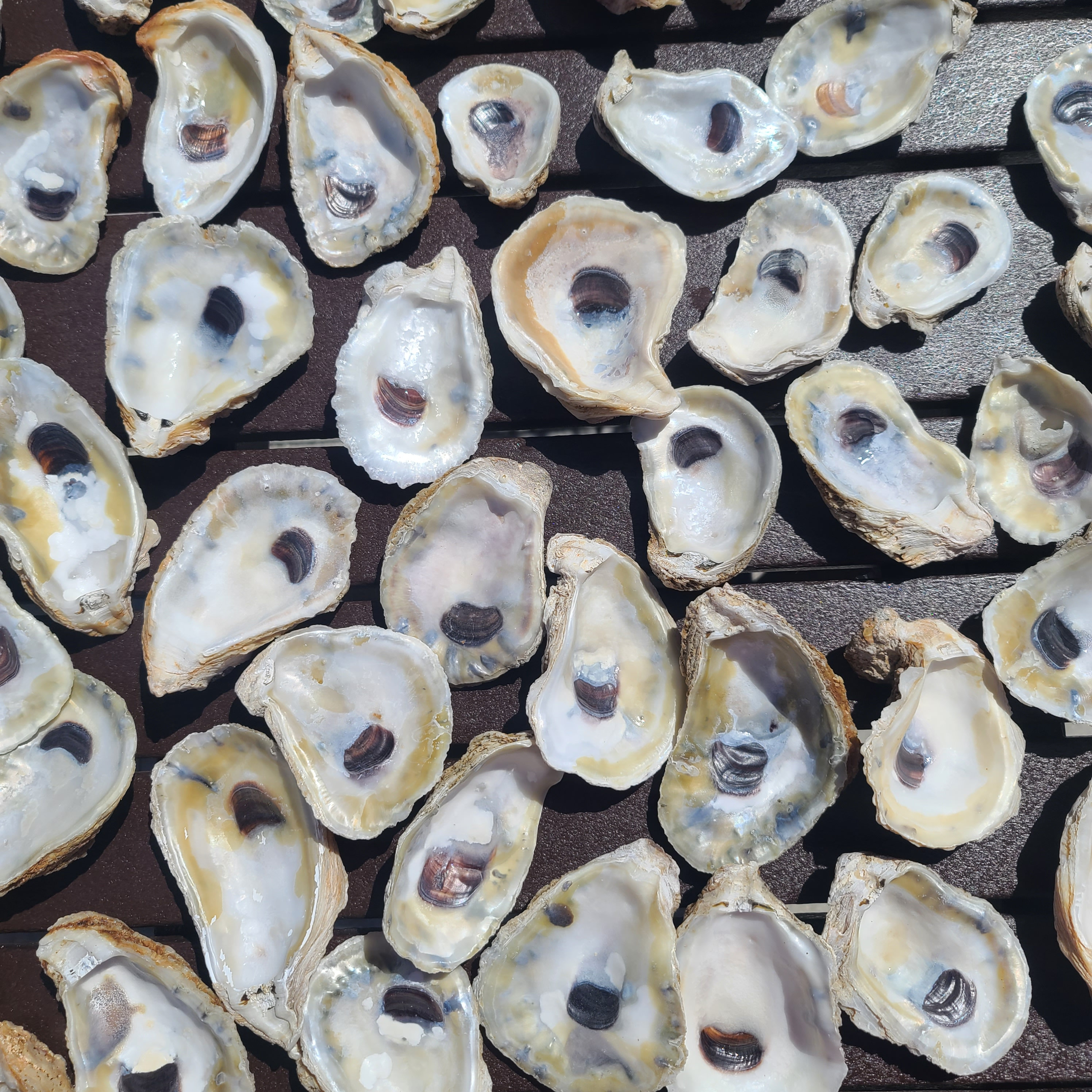Mixed Bag of Oyster Shells 3-4 Inch 