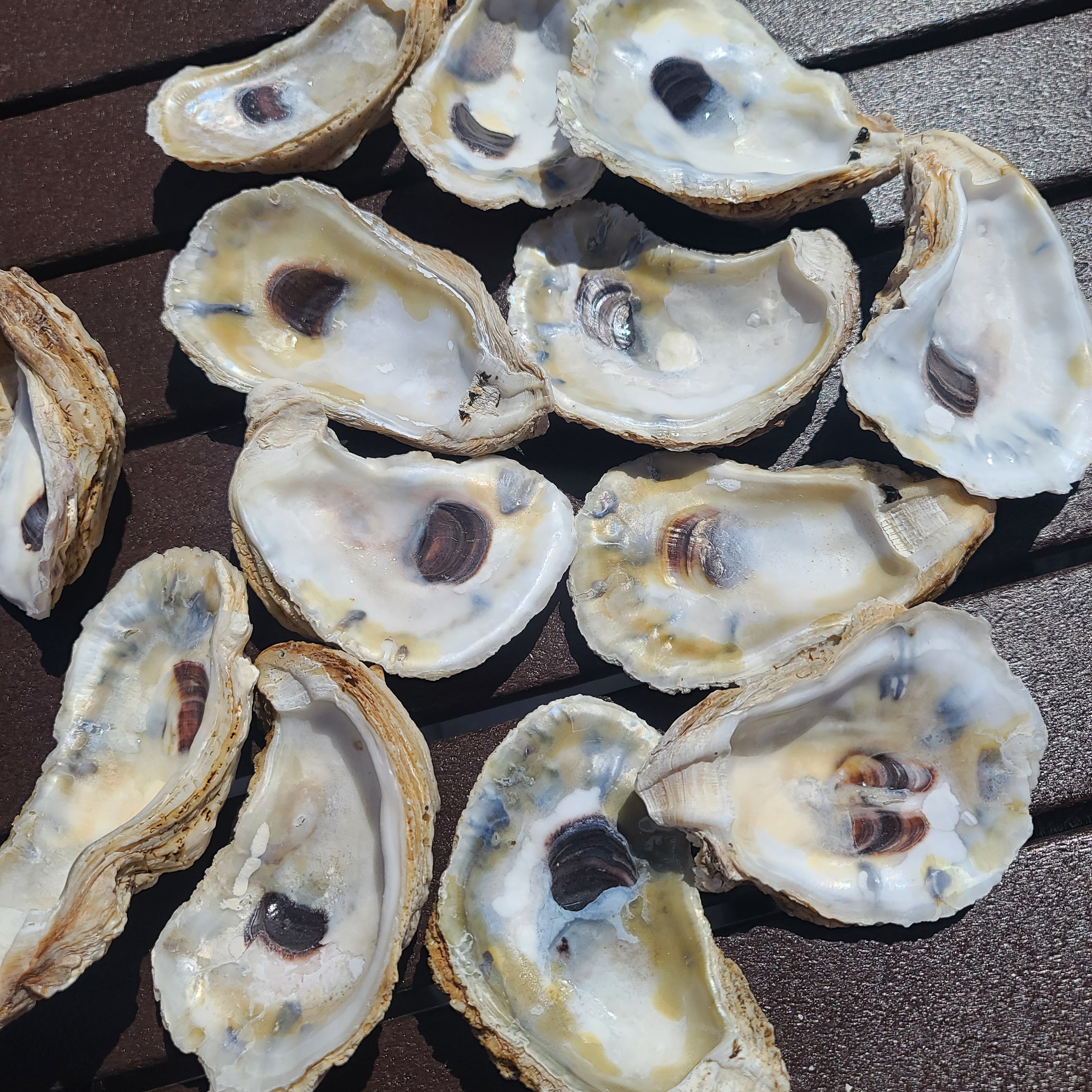 Mixed Bag of Oyster Shells 3-4 Inch 
