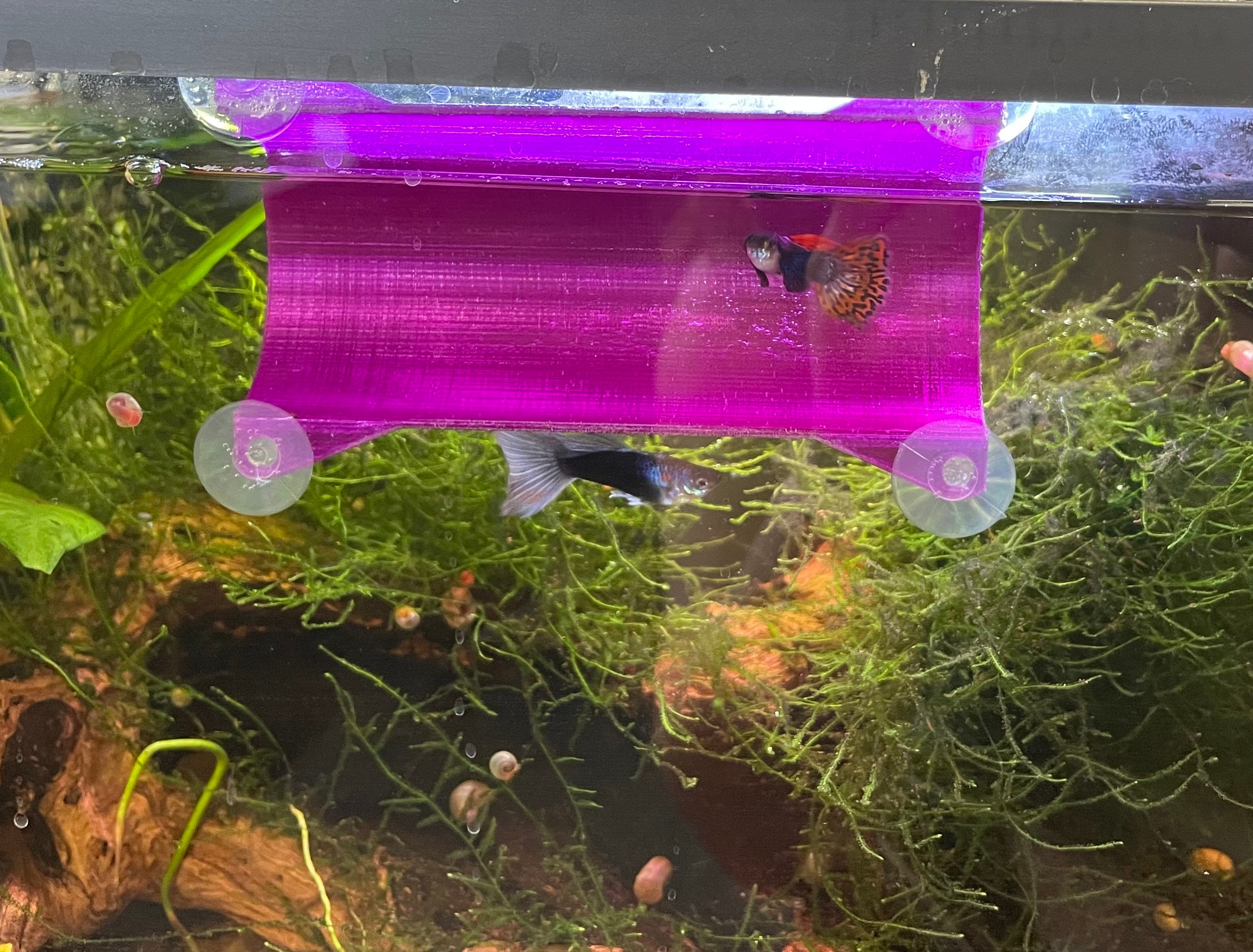 Aquarium Decor Small Betta Fish Hide Tunnel Etsy