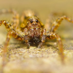 WOLF SPIDER CARD, biglietto d'auguri ragno, carta natura, carta fauna selvatica, fotografia aracnide, carta macro, carta lucida ragno, carta Lycosidae