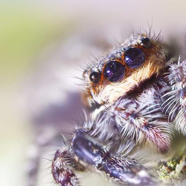 Carte araignée sauteuse, araignée sauteuse Fencepost, carte de voeux arachnide, carte Nature, carte Macro, carte Animal, photographie en gros plan d'araignée