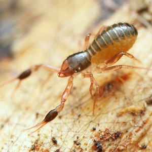 Biglietto d'auguri pseudoscorpione, carta della fauna selvatica, arte aracnide, fotografia pseudoscorpione, fotografia naturalistica, carta lucida, carta di storia naturale