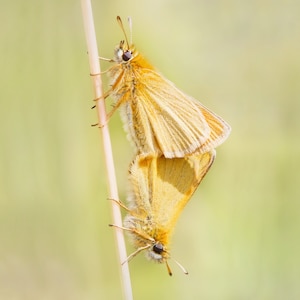 VLINDER WENSKAART, kleine schipper vlinderkaart, wildkaart, dierenkaart, vlindermacrofoto, natuurkaart