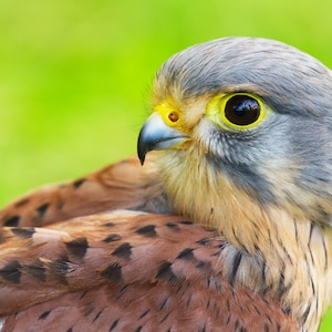 CARTE DE VOEUX KESTREL, Carte de la faune, Carte de la nature, Carte des animaux, Carte de la faune britannique, Carte d'observation des oiseaux, Gros plan de Kestrel, Falcon, Carte Gloss