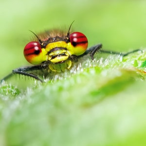 Carte de voeux libellule, carte de demoiselle aux yeux rouges, carte Nature, carte de la faune, faune britannique, nature britannique, carte insecte, macro insecte