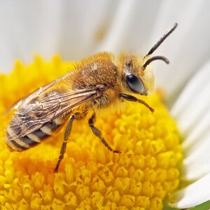 Solitary Biene Karte, Biene Grußkarte, Bestäuber Karte, Biene auf Blume, Biene auf Gänseblümchen, Insekt Grußkarte, Wildlife Karte, Natur Karte