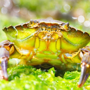 Carte de voeux de crabe, carte de crabe de rivage, photographie de crabe de rivage, carte de voeux de faune, carte de voeux marine, carte de Rockpool, carte de nature