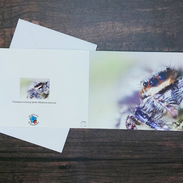 JUMPING SPIDER Greeting Card | Fencepost Jumping Spider | Marpissa muscosa | Wildlife Greeting Card | Blank Spider Greeting Card | Nature