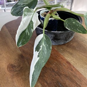 White Princess Philodendron, Indoor Houseplant, Live Starter Plant