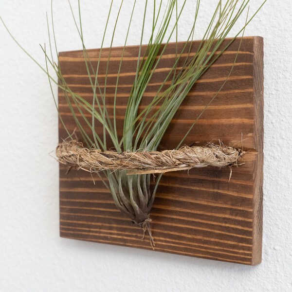 Air Plant Wall Etsy