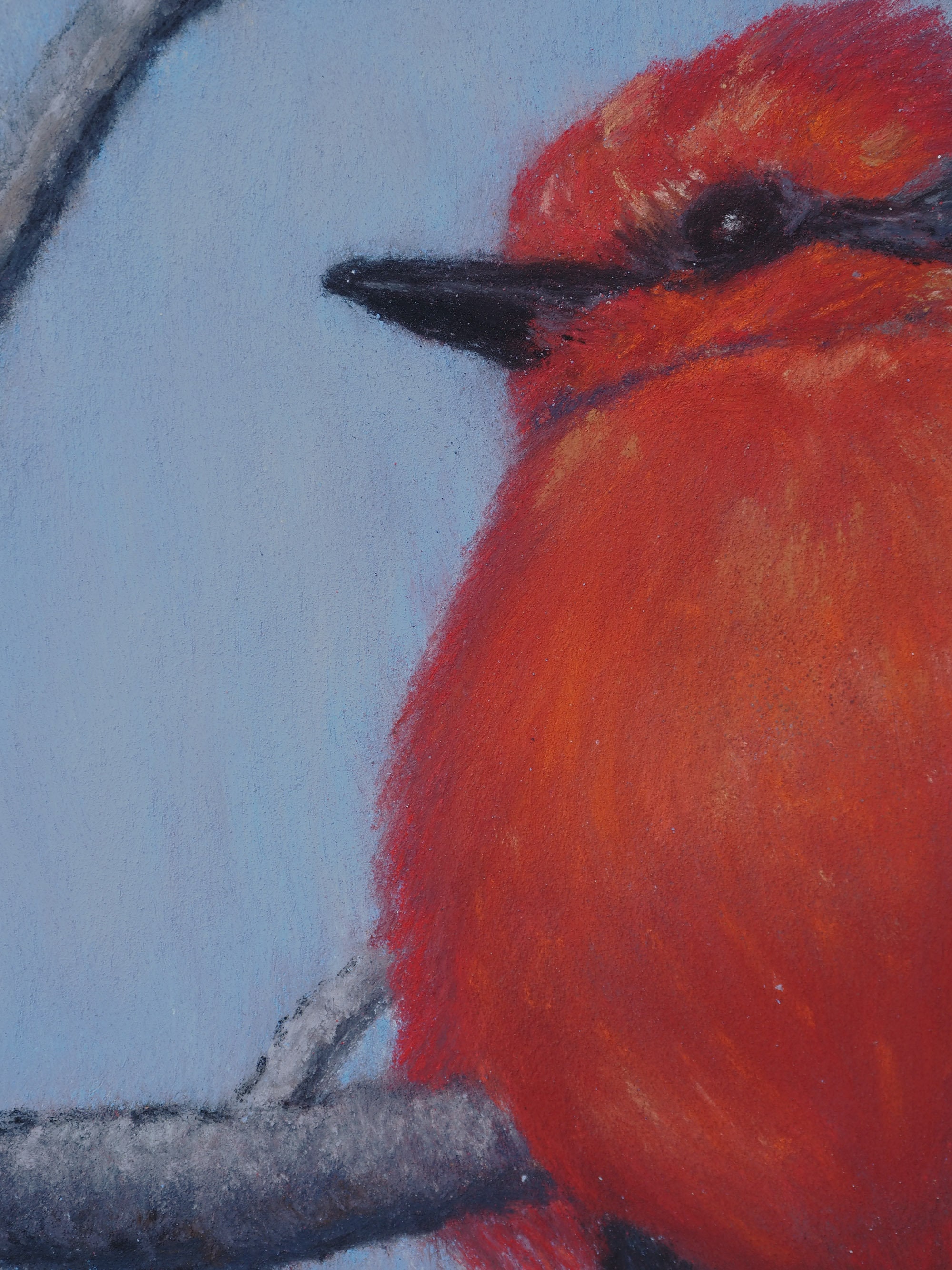 Vermilion Flycatcher, Original Soft Pastel Drawing, Fine Art, Matted ...