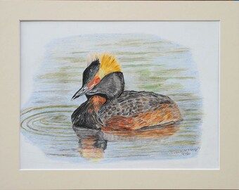 Horned Grebe, Original Colored Pencil Drawing, Fine Art, Matted, Ready to Frame, 12 x 9 inches