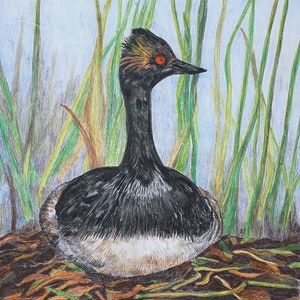 Eared Grebe, Original Colored Pencil Drawing, Fine Art, Matted, Ready to Frame, 9 x 11 inches