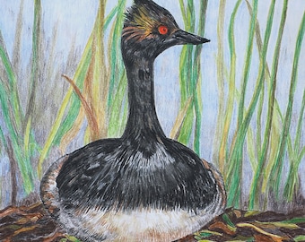 Eared Grebe, Original Colored Pencil Drawing, Fine Art, Matted, Ready to Frame, 9 x 11 inches