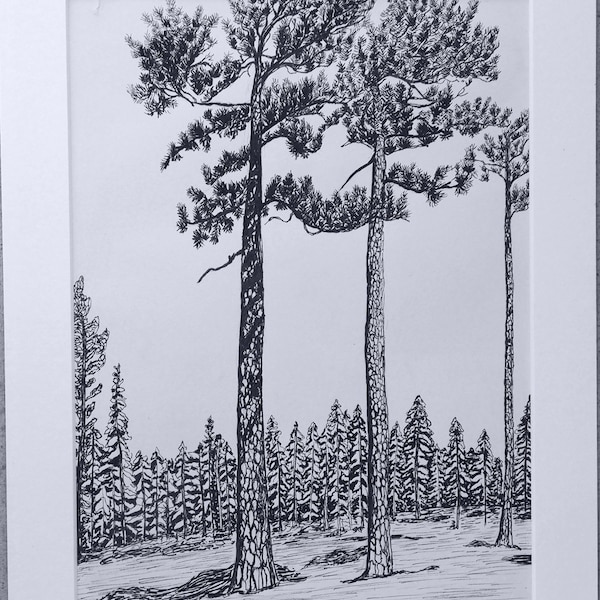 Jeffrey Pine, Original Felt-tipped Pen Drawing, Fine Art, Matted, Ready to Frame, 9 x 12 inches