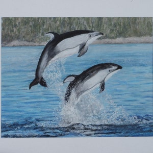 ORIGINAL Soft Pastel Drawing of a Pacific White Sided Dolphin, 14x11, Matted and Ready to Frame