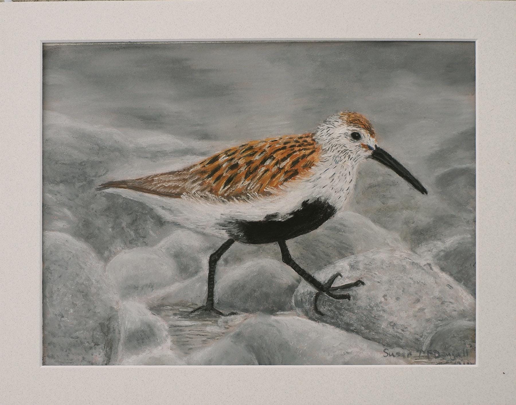 Dunlin, Original Shorebird Soft Pastel Artwork, 12x9 inches Matted and Ready to Frame