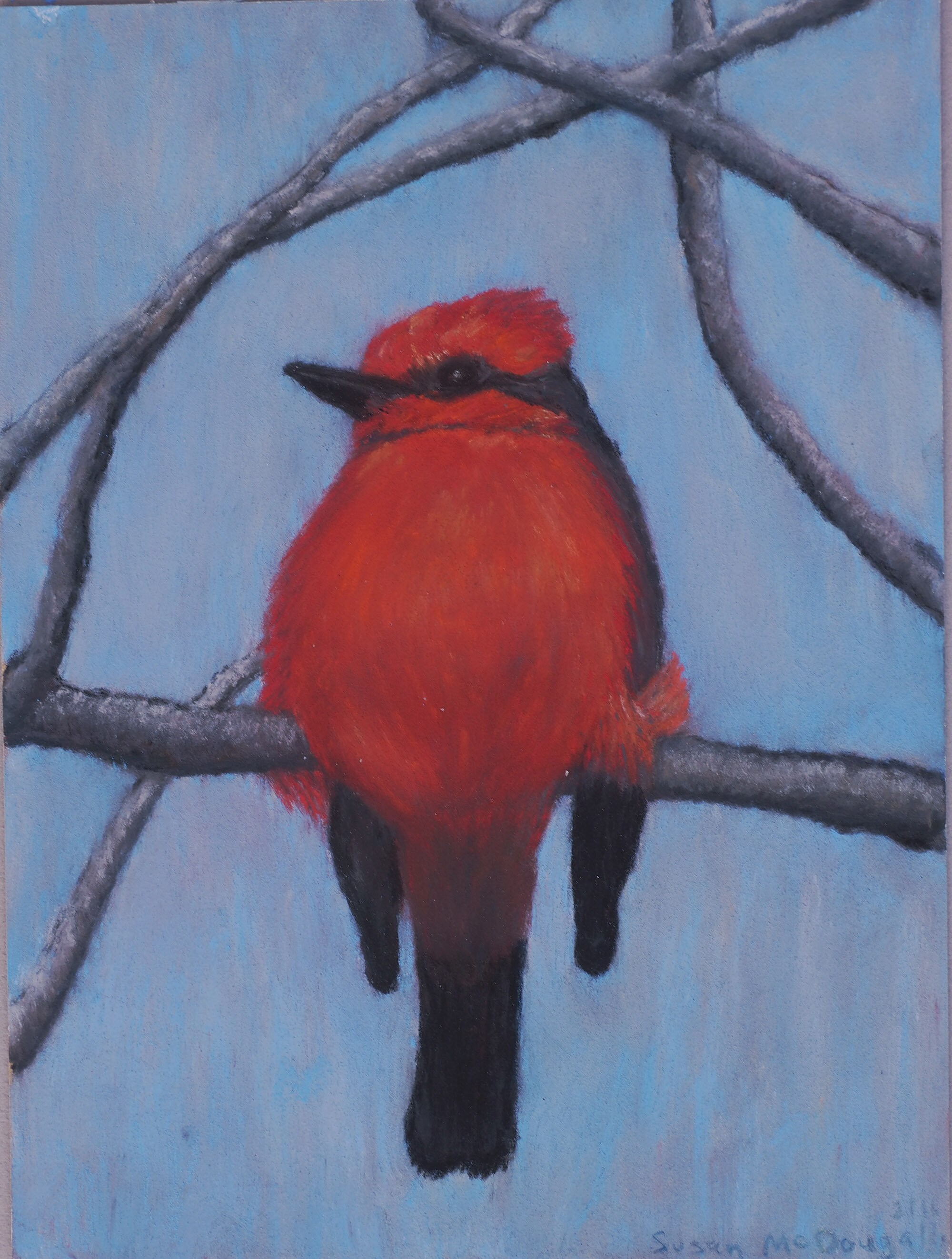 Vermilion Flycatcher, Original Soft Pastel Drawing, Fine Art, Matted ...