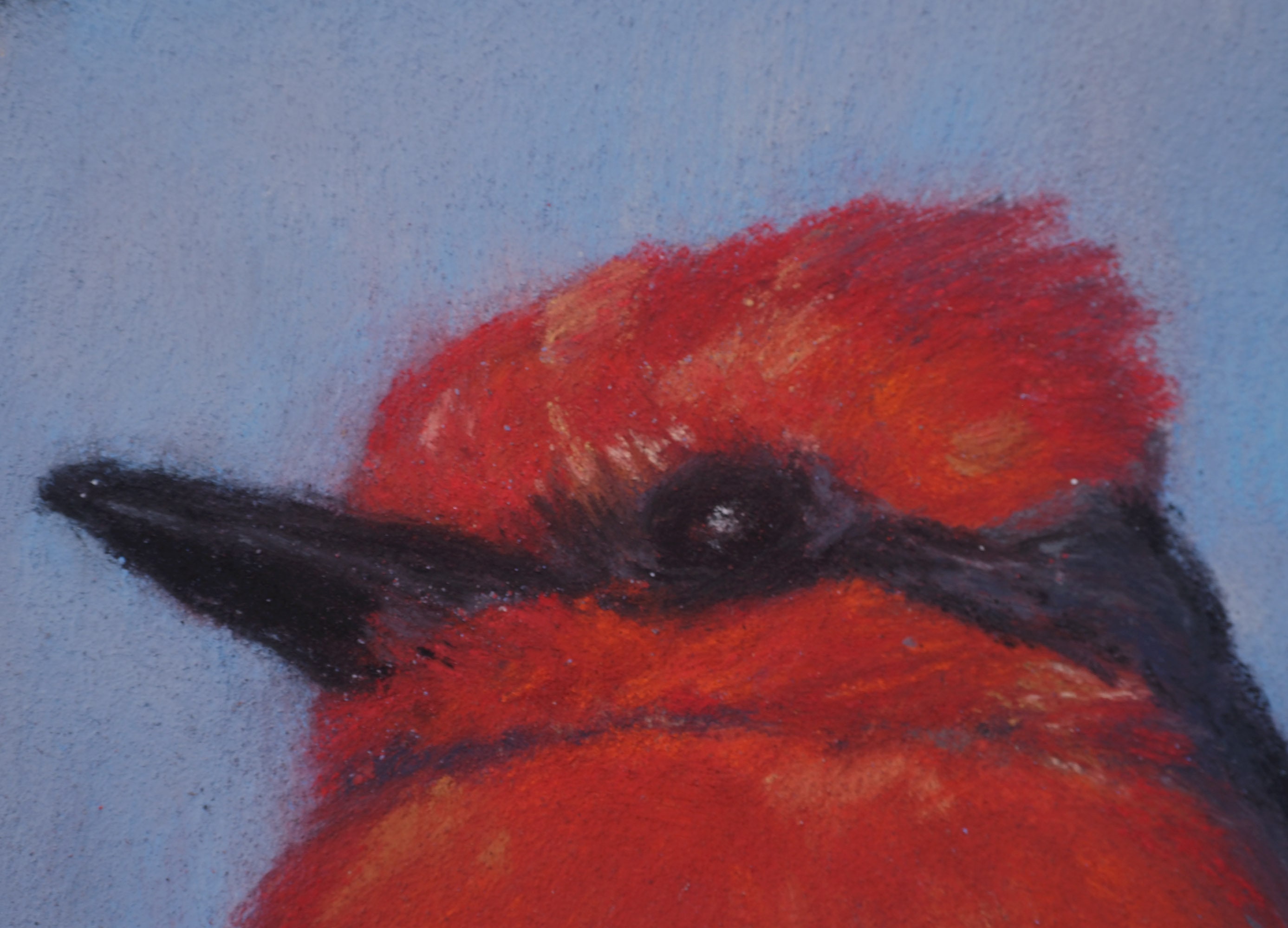 Vermilion Flycatcher, Original Soft Pastel Drawing, Fine Art, Matted ...