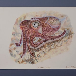 Stompe inktvis, originele kleurenpotloodtekening, Fine Art, gematteerd, klaar om in te lijsten, 12 x 9