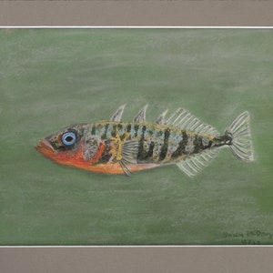 ORIGINAL, Soft Pastel Drawing of a Threespine Stickleback, Matted and Ready to Frame