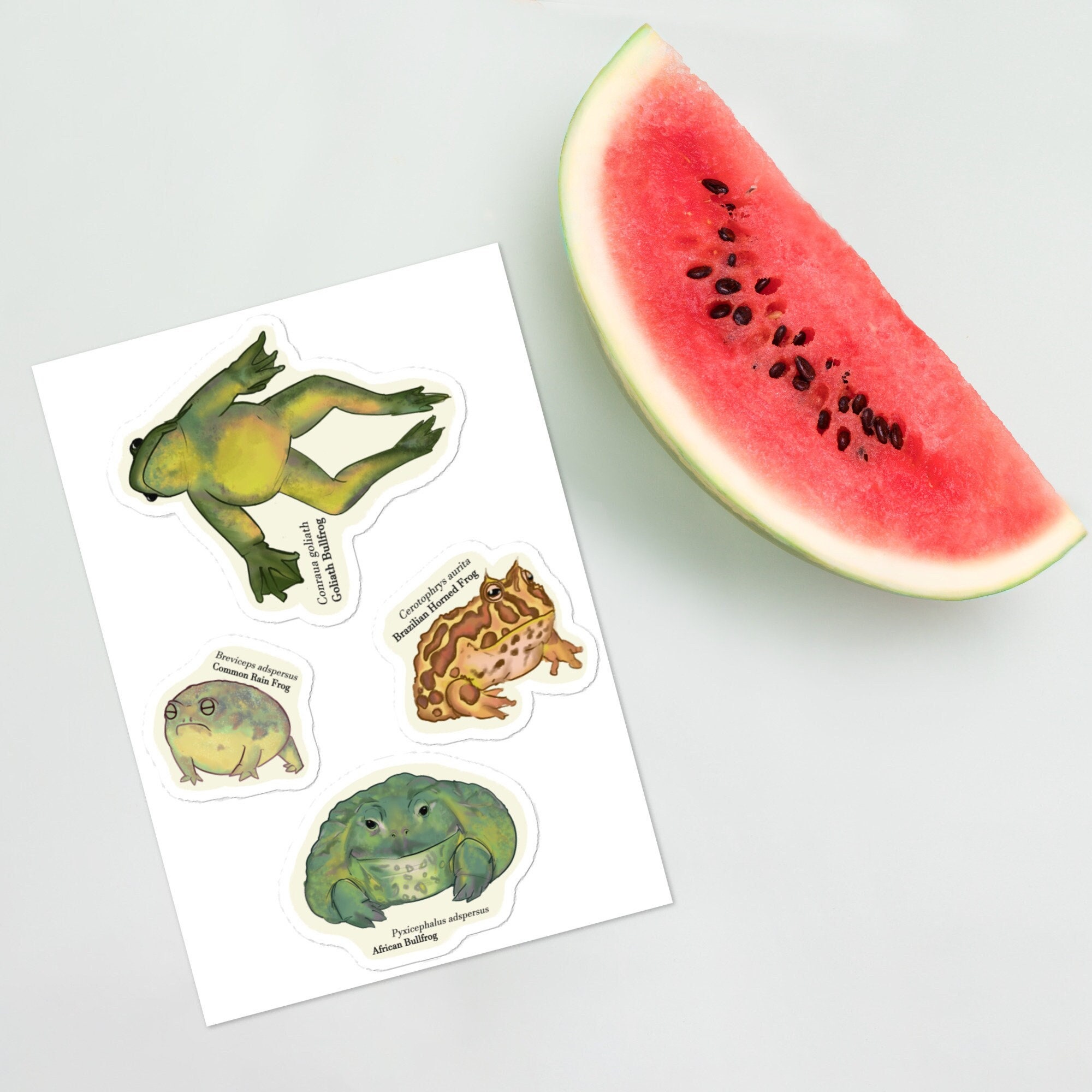 African bullfrog - Etsy 日本 African bullfrog - Etsy 日本