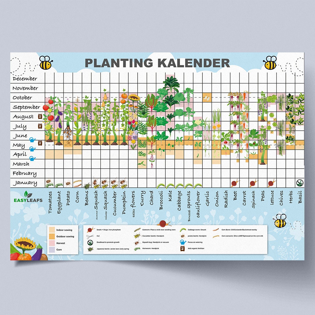 Aussaatkalender für Gemüse und Obst A3, druckbarer Gartenkalender für
