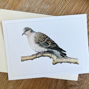 Vogelkarte, Orientalische Schildkröte Taube, 15 x 100g Flache Notizkarte, handgefertigt