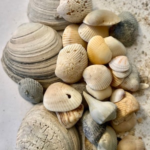 May include: A collection of various seashells in shades of white, beige, tan, and grey. The assortment includes large, smooth, rounded bivalve shells with visible growth rings, smaller ridged cockle shells, and pointed spiral shells.