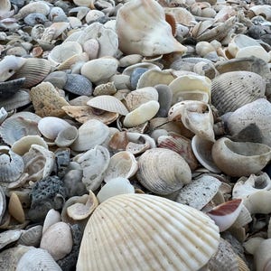 Natural seashells, Natural Sea Shells, Shells for crafts, Bulk Shells 100% Hand Selected Shells from the Treasure Coast of Florida.