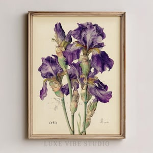 May include: Framed botanical print featuring a detailed illustration of purple iris flowers. The artwork showcases the flowers in full bloom with green stems and buds, set against a cream-colored background. The print is in a wooden frame.