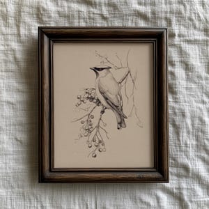 May include: A framed pencil drawing of a bird perched on a branch with berries. The bird is light gray with a black head and beak. The frame is dark brown.