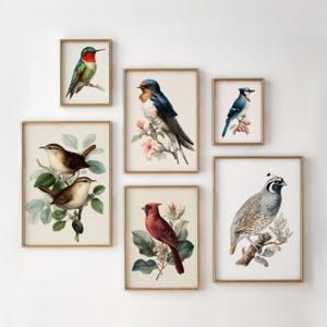 Vintage Natural History Bird Gallery Wall Set of 12, Botanical Bird ...