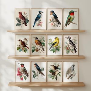 Vintage Natural History Bird Gallery Wall Set of 12, Botanical Bird ...